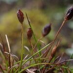 Juncus duthiei Habitat