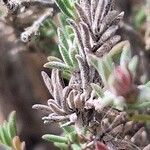 Thymus longiflorus Likasa
