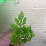 Artemisia annuaBlad