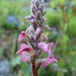 Pedicularis rostratospicata 形态