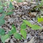 Houstonia purpurea Liść