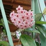 Hoya carnosaFlower