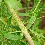 Hypericum perforatum বাকল