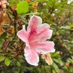 Rhododendron simsii Flower