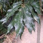 Quercus castaneifolia Листок