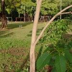 Handroanthus heptaphyllus Casca