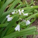 Allium triquetrum Blüte