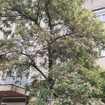 Robinia hispida 花