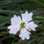 Heliosperma pusillum Květ