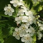 Sorbus alnifolia Квітка