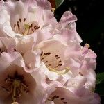 Rhododendron arizelum Flower