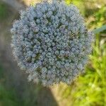 Allium porrum 花