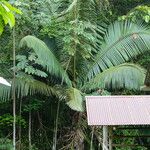 Oenocarpus bataua Φύλλο