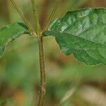 Cyathula prostrata Leaf