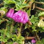 Dendrobium dichaeoides Flor