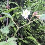 Rubus ursinus Цветок