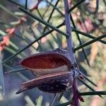 Hakea sericea 果實