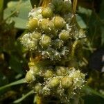 Cuscuta pentagona 花