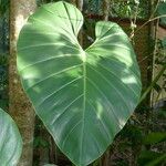 Philodendron giganteum Leaf