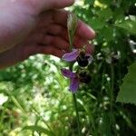 Ophrys apifera Flower