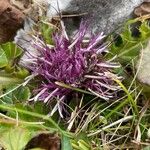 Cirsium acaule Květ