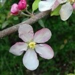 Malus domestica ᱵᱟᱦᱟ