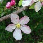 Malus pumila 花