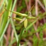 Carex pauciflora फूल