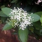 Ixora finlaysonianaFlower