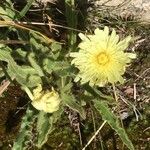 Hieracium berardianum Flower