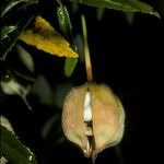 Crinodendron hookerianum Φρούτο
