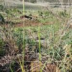 Heteropogon contortus Flor