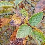 Viburnum lantana পাতা