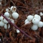 Symphoricarpos albus Hedelmä