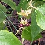 Leycesteria formosa Frucht