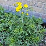 Senecio squalidus Libunga