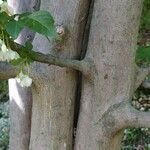 Styrax japonicus Bark