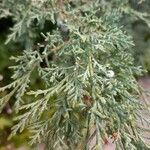 Juniperus osteosperma Hoja