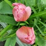 Tulipa agenensis Λουλούδι