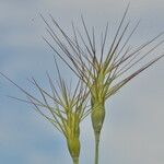 Aegilops geniculata Fruit