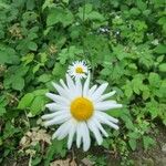 Leucanthemum ircutianumFlors