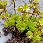 Saxifraga moschataFlor