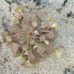 Claytonia rubra Habitus