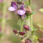 Scutellaria rupestris