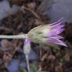 Xeranthemum inapertum Квітка