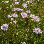 Crepis rubra Hábito