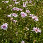 Crepis rubra Habitus