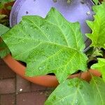 Solanum torvum Leaf