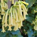 Phygelius aequalis Flower