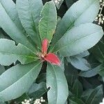 Photinia glabra Blad